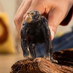 Chimpancé schleich 14883